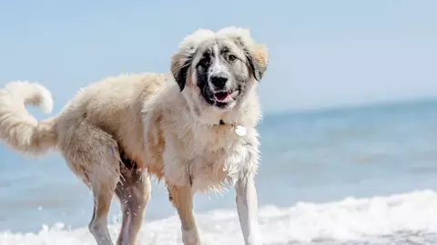 Beach dog
